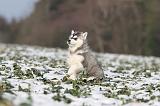 SIBERIAN HUSKY 251
